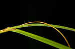 Great smokey mountain sedge